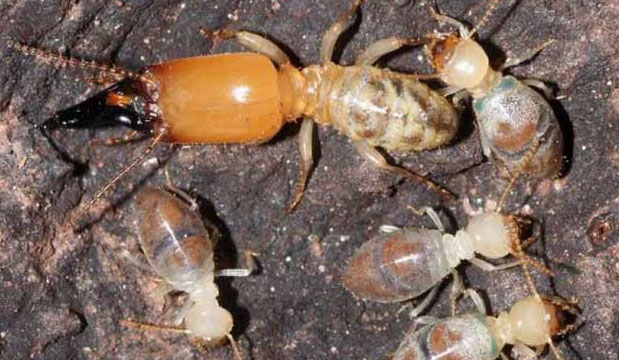 白蟻的壽命有多長