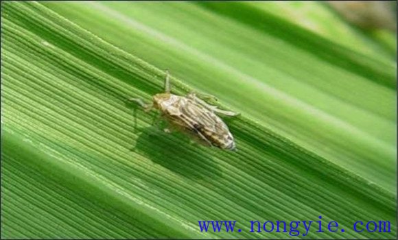 水稻“兩遷”害蟲是指什么
