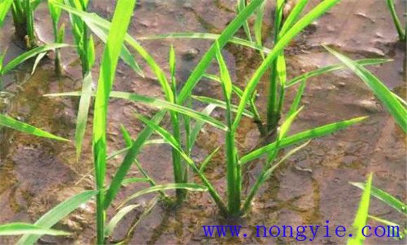 水稻秧苗黃化的原因有哪些