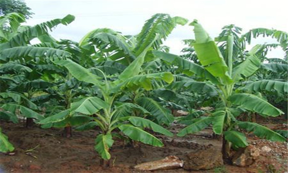 香蕉苗的種植方式