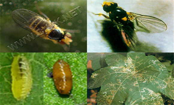 美洲斑潛蠅對西瓜的危害