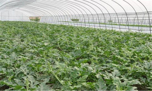大棚西瓜栽培條件及培育壯苗