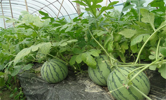 西瓜栽培的品種選擇