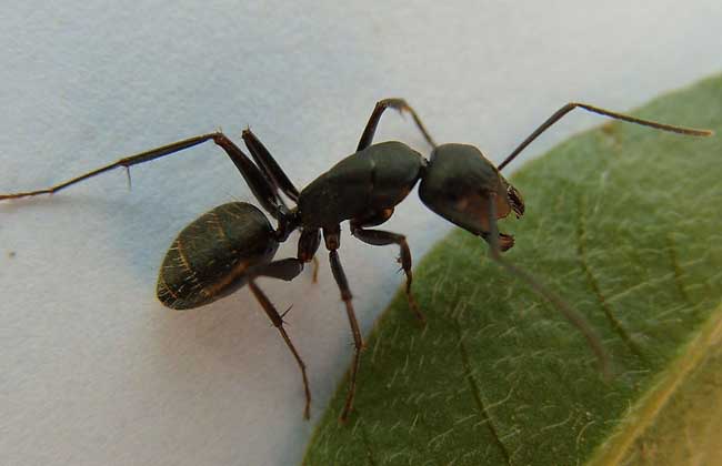 螞蟻的功效與作用