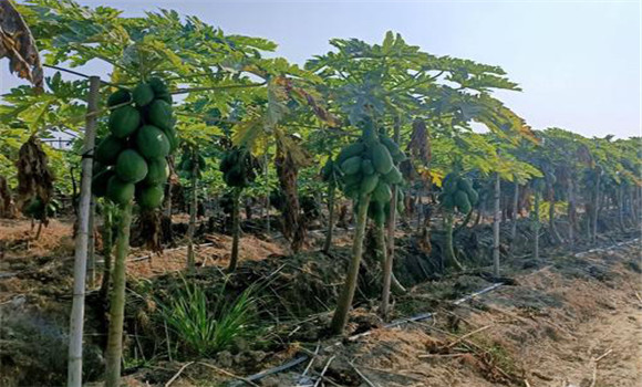 木瓜種植地域的選擇