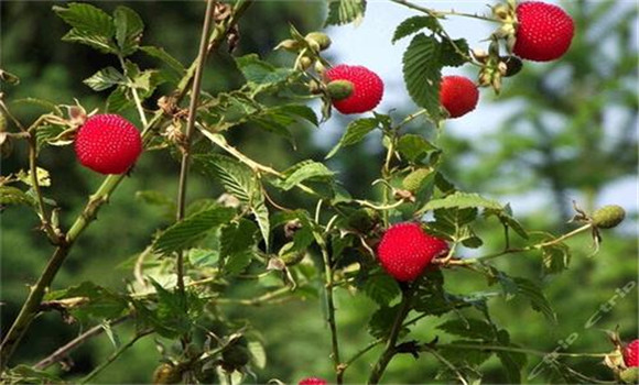樹莓的肥水管理