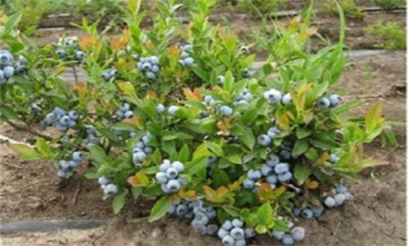 藍莓苗種植區域