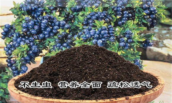 盆栽藍莓的土壤要求