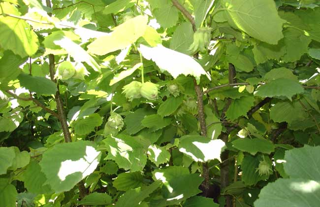 榛子樹的分株繁殖方法