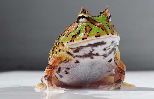 角蛙的飼養技術