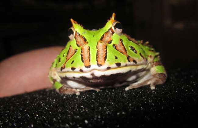 蝴蝶角蛙和霸王角蛙的區別