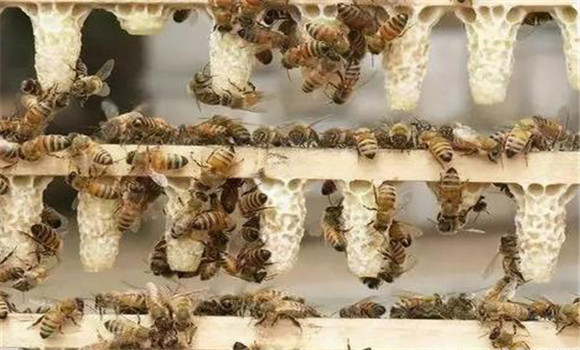 培養產漿蜂群