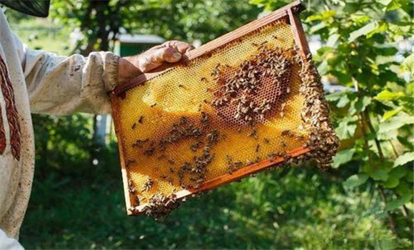 改良蜂種