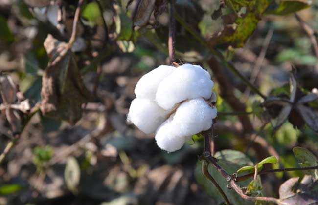 棉花播種技術要點