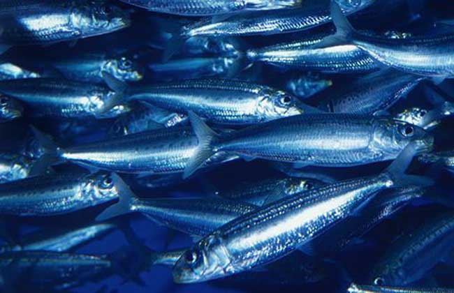 沙丁魚能人工養殖嗎