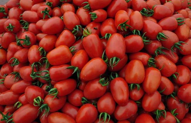西紅柿種植技術