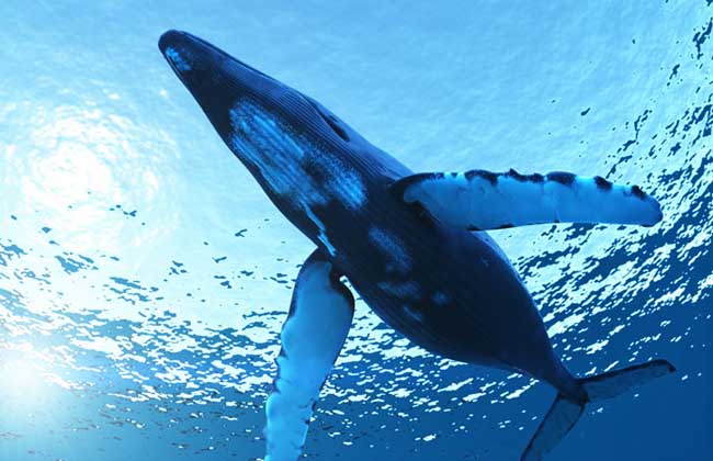 藍鯨的繁殖習性