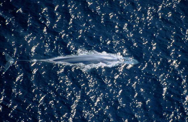 藍鯨到底有多大