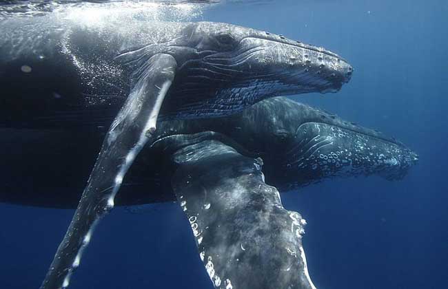鯨魚的種群現狀怎么樣