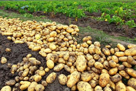 馬鈴薯種植管理方法