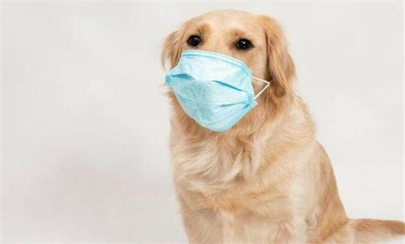 狗的呼吸檢查