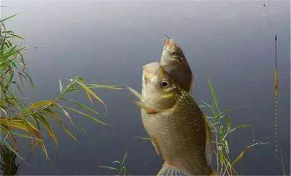 鯽魚喜歡生活在哪個水層