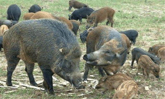 野豬的食性與生活規律