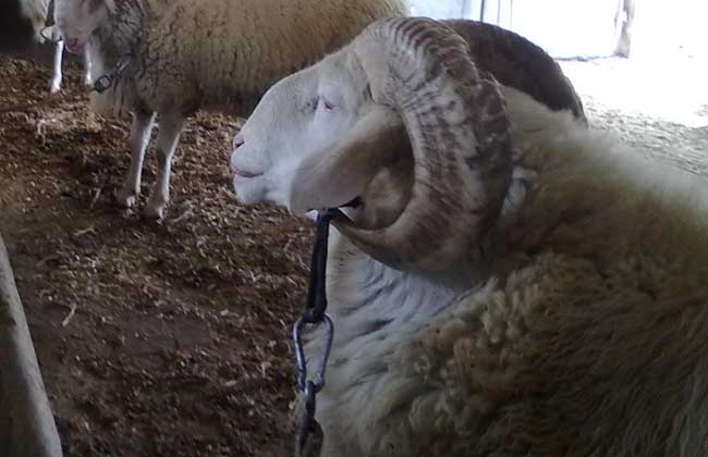 小尾寒羊養殖環境條件