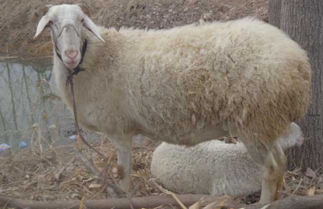 小尾寒羊牧草種植技術