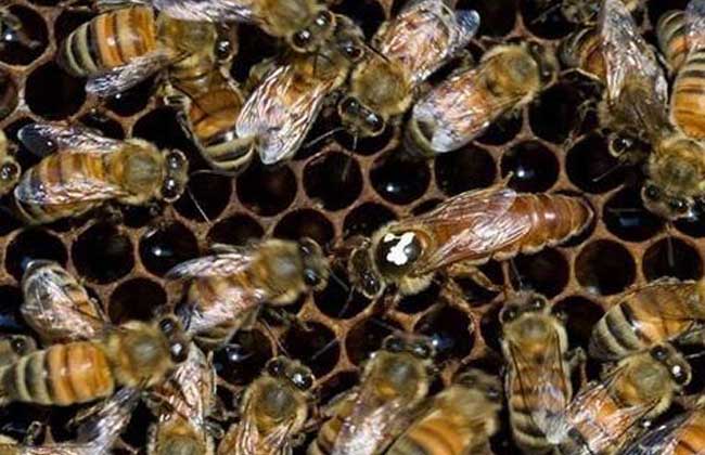 養蜂知識