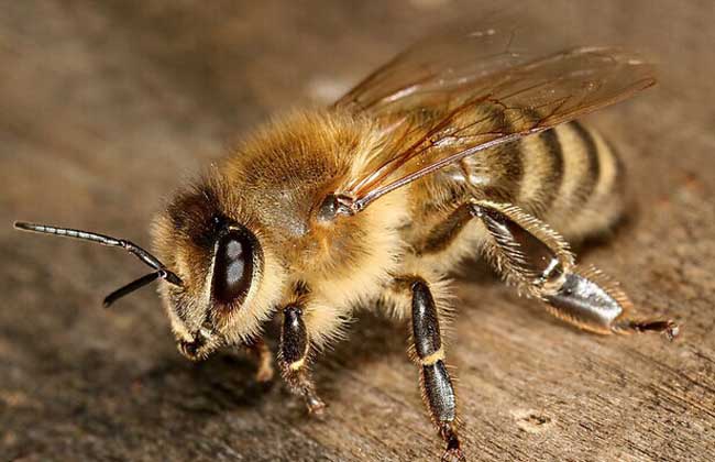蜜蜂白堊病怎么治療