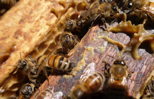 蜂產品有哪些種類，各有哪些用途