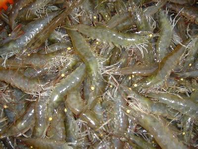 南美白對蝦飼養管理技術