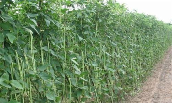 豇豆種植栽培技術要點