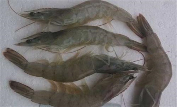 基圍蝦和普通蝦有什么區別