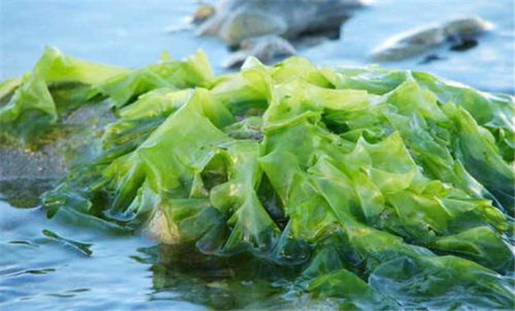 為什么兒童應多吃些海藻