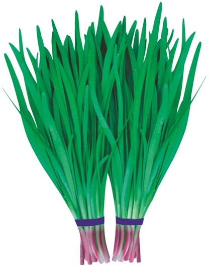 紫根韭菜的種植方法和育苗方法