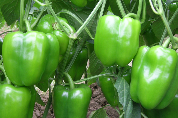 青椒的功效與作用 吃青椒的好處