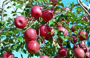蘋果栽培技術