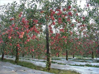 蘋果樹施肥技術