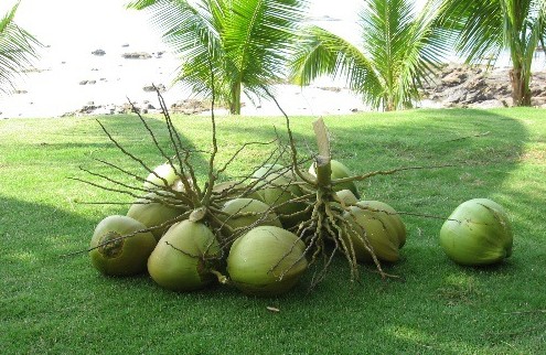 椰子的功效與作用