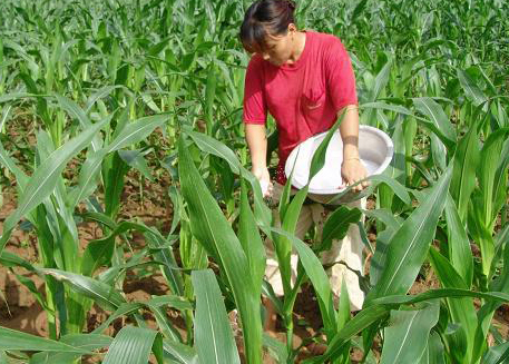 玉米施肥原則
