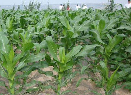 玉米地膜覆蓋栽培