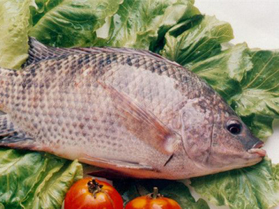 鯉魚的營養價值及功效