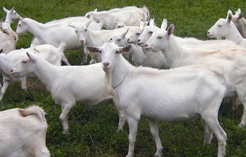 中國奶山羊品種