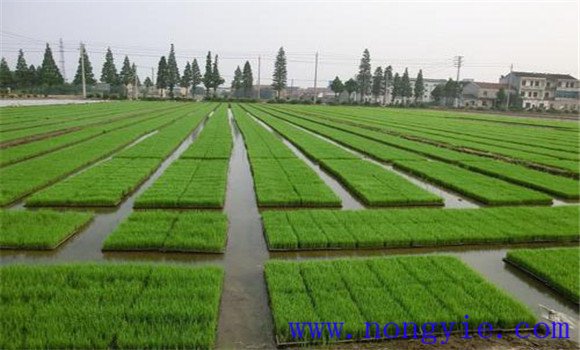 水稻育苗方式有幾種