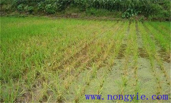 產生水稻肥害的原因有哪些 怎樣預防水稻肥害