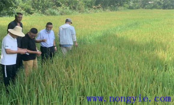 銅高尚突破銅制劑在防治水稻病害上的禁區