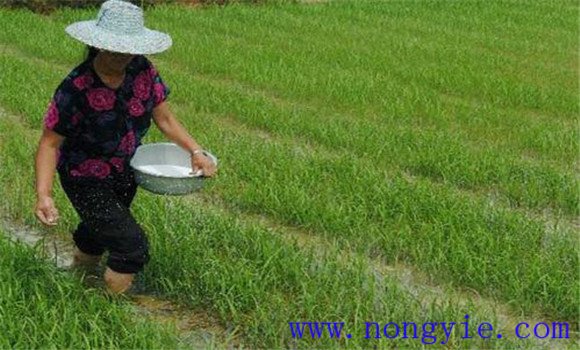 水稻標準化施肥原則