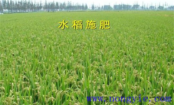 水稻標準化施肥技術